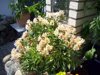 100_1551.webp