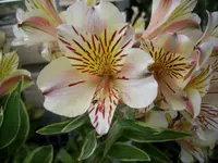 100_1555.webp