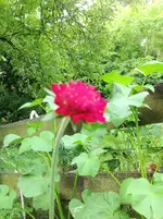 image.webp
