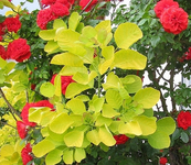 orange meilandina mit golden spirit.webp