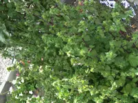 IMG_3982[1].webp