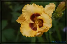 Albert 219.webp