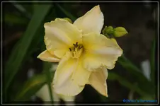 Heidi Edelweiss.webp