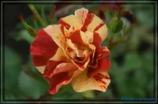Summer Lodge.webp