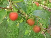 appi1.webp