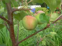 appi2.webp