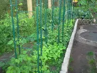 bohnen2.webp