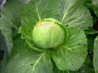 bunbun.webp