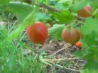 stachelberriue.webp