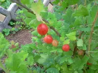 stacheliese.webp