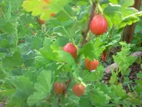stachellbeerei.webp