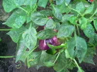 lilappa.webp
