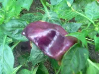 lilapppaa.webp