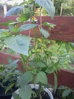 tomatillos.webp