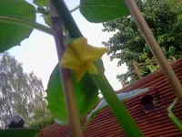 tomatillos2.webp
