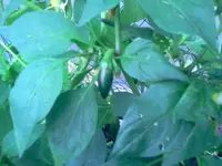 ccchili.webp