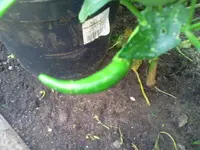 cchili.webp