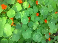 kapuzzine.webp