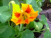 kapuzina1.webp