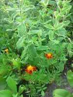 kruti10.webp