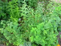krauti4.webp