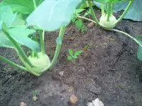 neuer Kohlrabiiii.webp