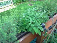 krauti1.webp