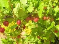 CIMG8055.webp