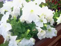 terri11.webp