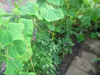 GH1.webp