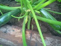 zuccchini2.webp