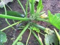 zucchhuhz.webp