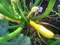 zucckini.webp