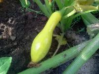 zucccchni3.webp