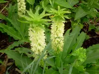 ananaslilie.webp