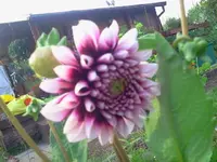 dahlie3.webp