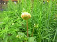 dahlie4.webp