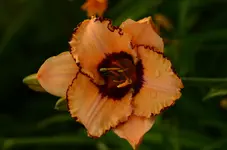 300F2 (1).webp
