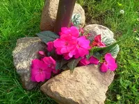 esti1.webp