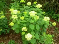 hortensie.webp