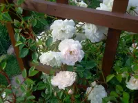 heckrose.webp
