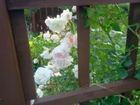 heckrose2.webp