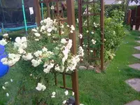 heckrose3.webp