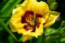 neben alberine (2).webp