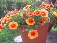 petunienmini.webp