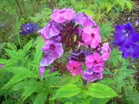 phloxi.webp