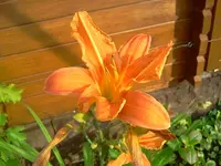 lilal1.webp