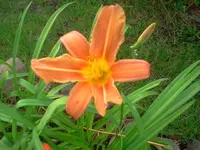 lilar2.webp