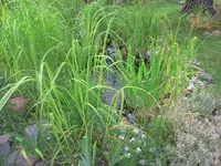 wasser2.webp