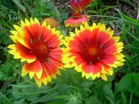 kokkardenblume2.webp